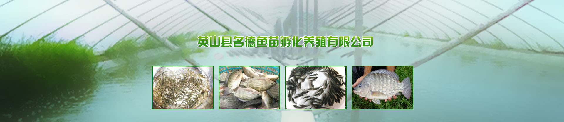 英山縣名德魚苗孵化養(yǎng)殖有限公司?