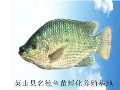 羅非魚成魚  4